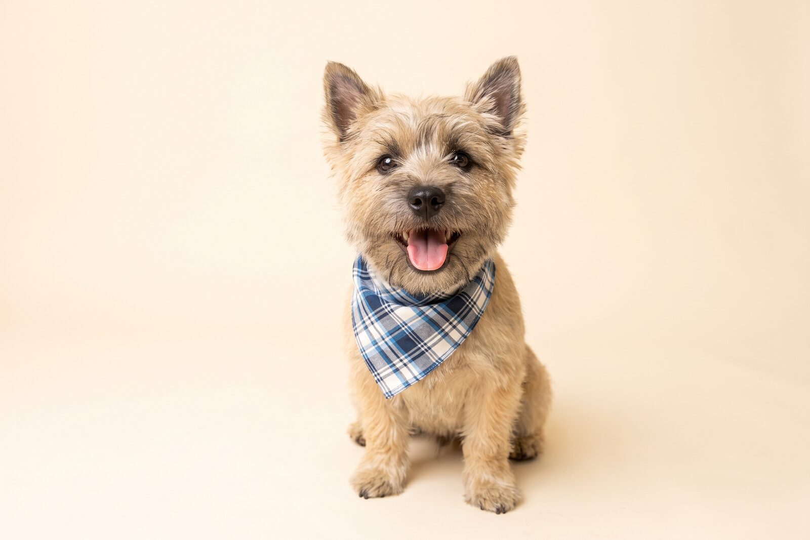 A freshly groomed terrier with a bandana