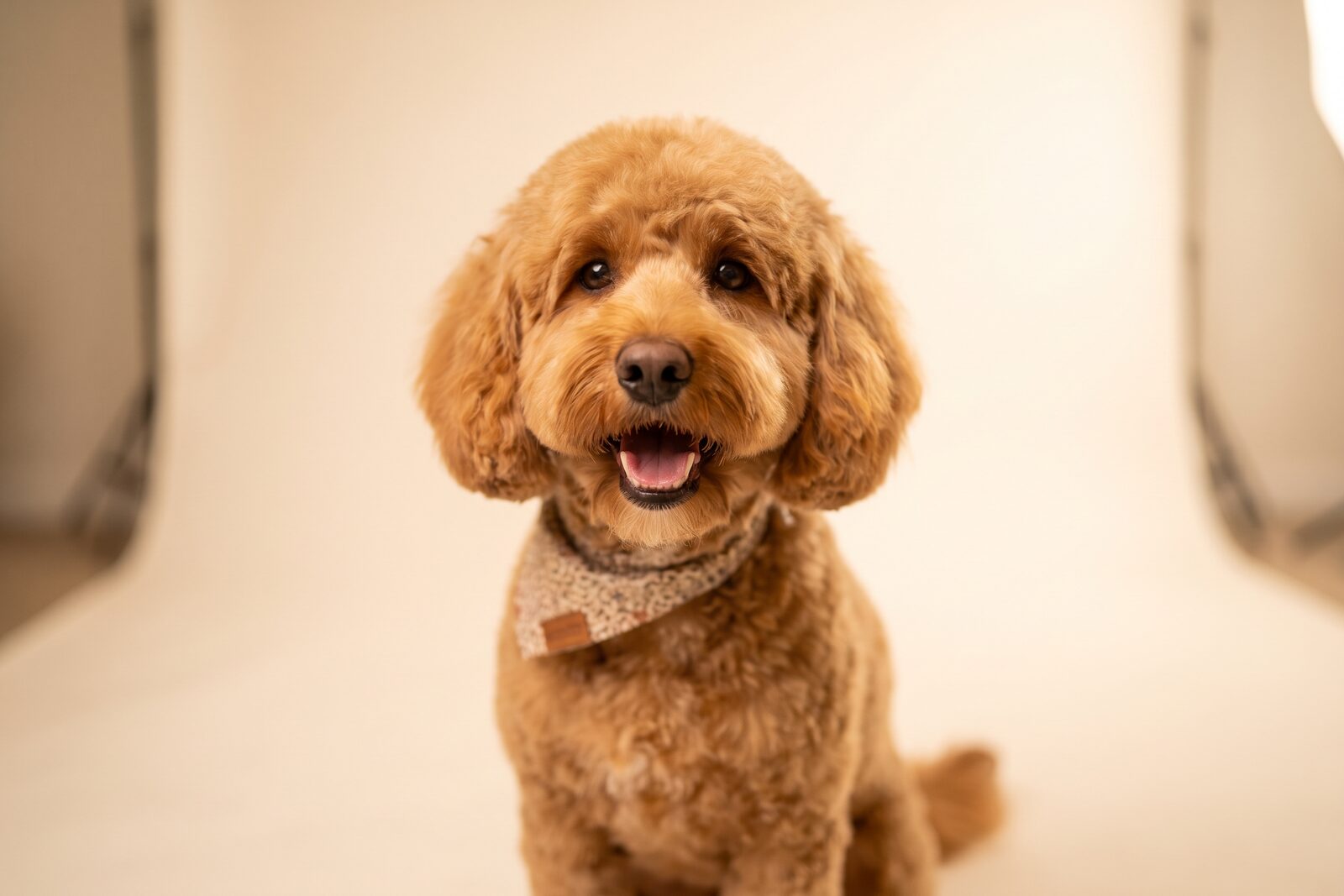 A happy freshly-groomed fluffy dog
